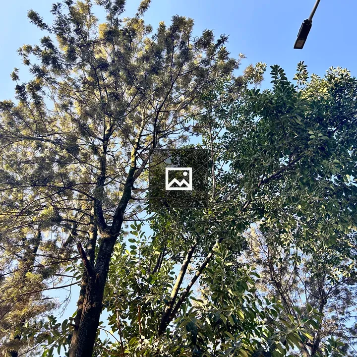 Blue Sky View Through Trees