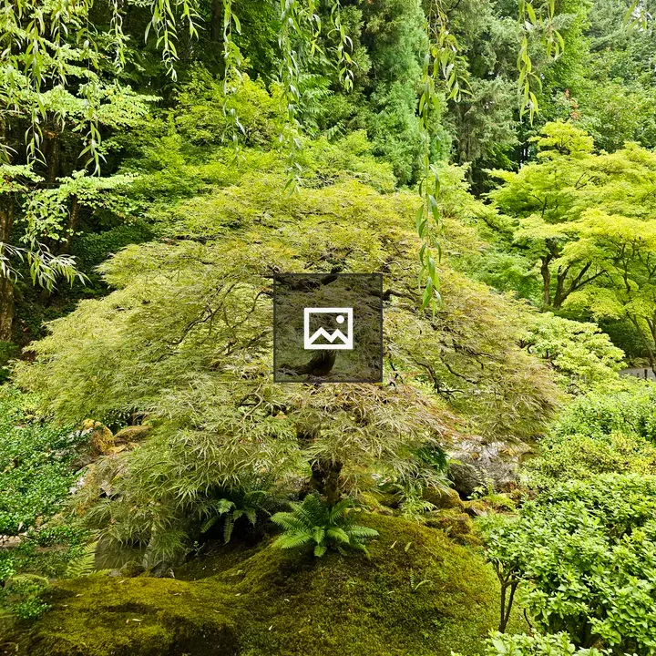 Japanese maple on mossy mound