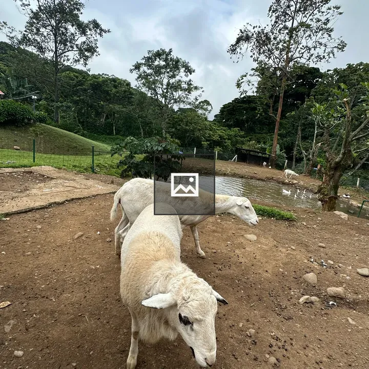 Two Sheep in Green Landscape