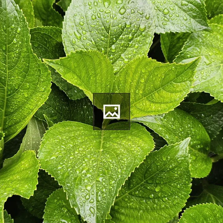 Green leaves with water droplets