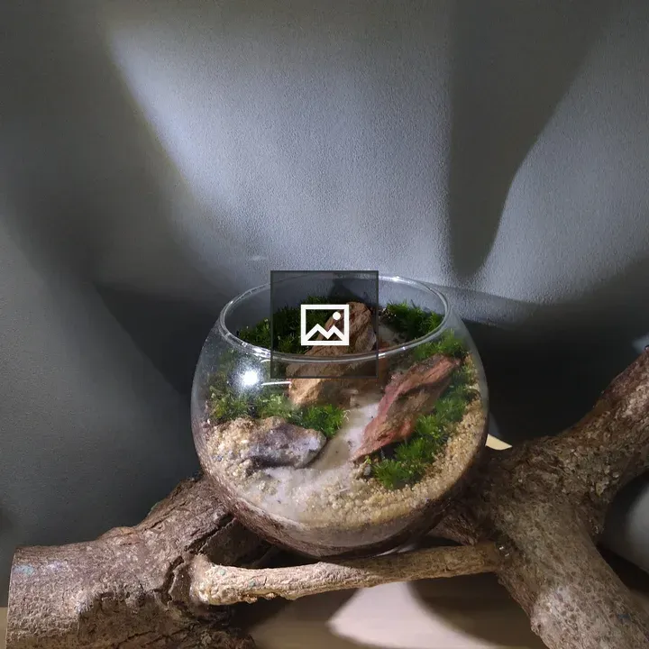 Glass terrarium on driftwood