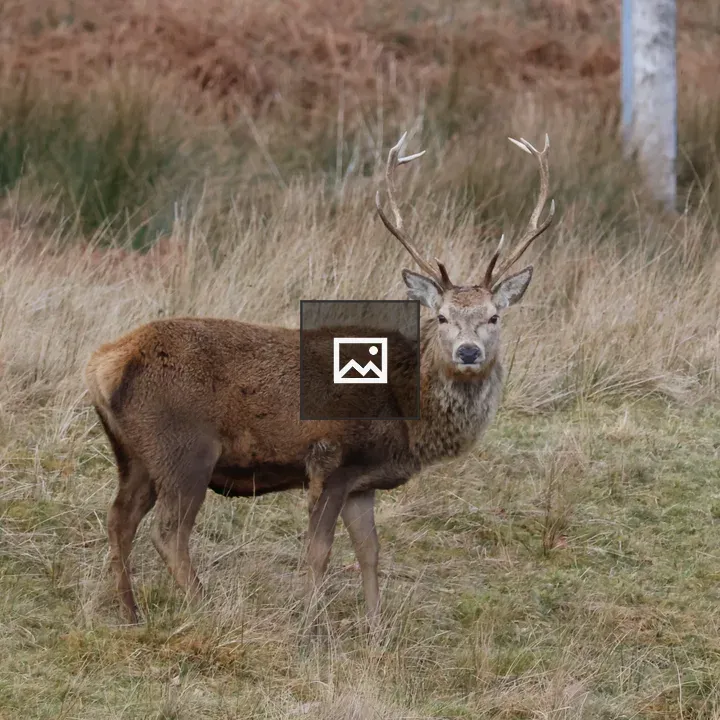 Wild stag in landscape scene