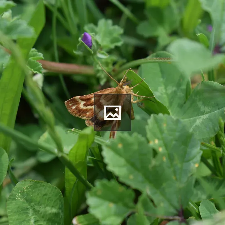 Brown-White Moth on Leaf