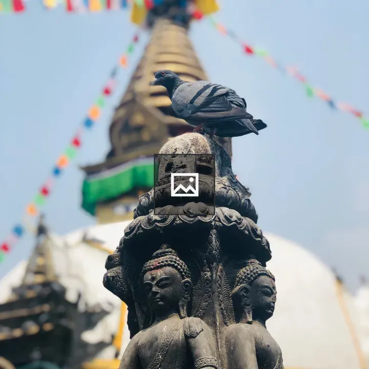 Pigeon and Temple