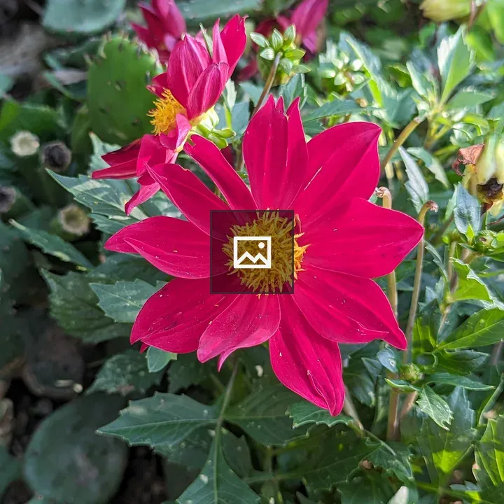 Close up of red and yellow flower