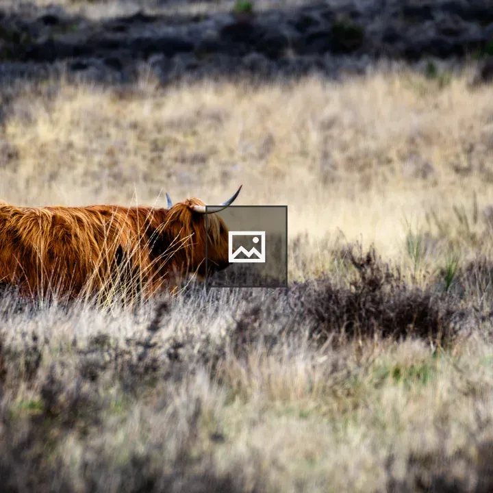 Scottish Highland Cow in Heath