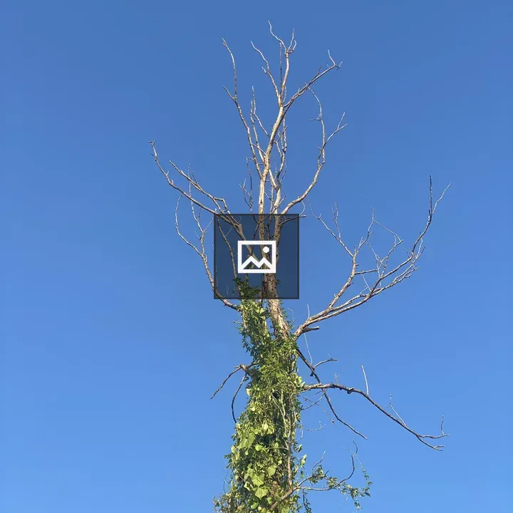 Tall bare tree trunk