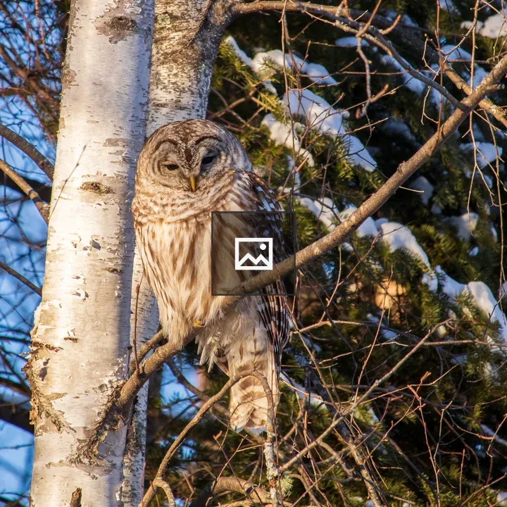 Barred owl in snowy pines