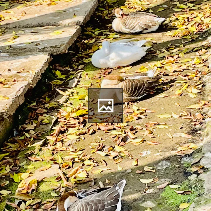 Ducks resting in sun