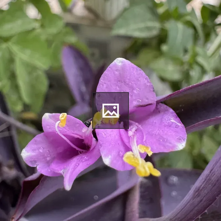 Purple Heart flower close-up