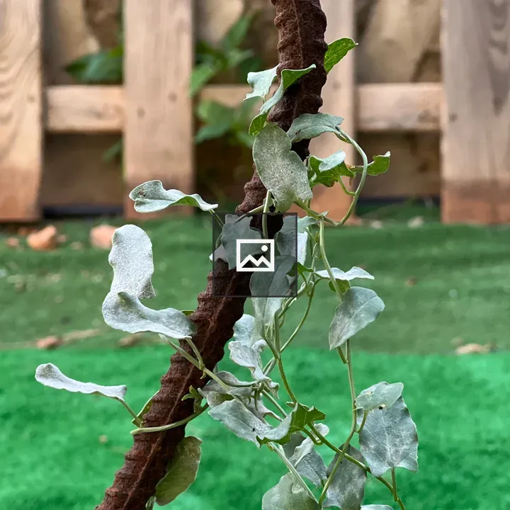 Rusty metal rod with green leaves