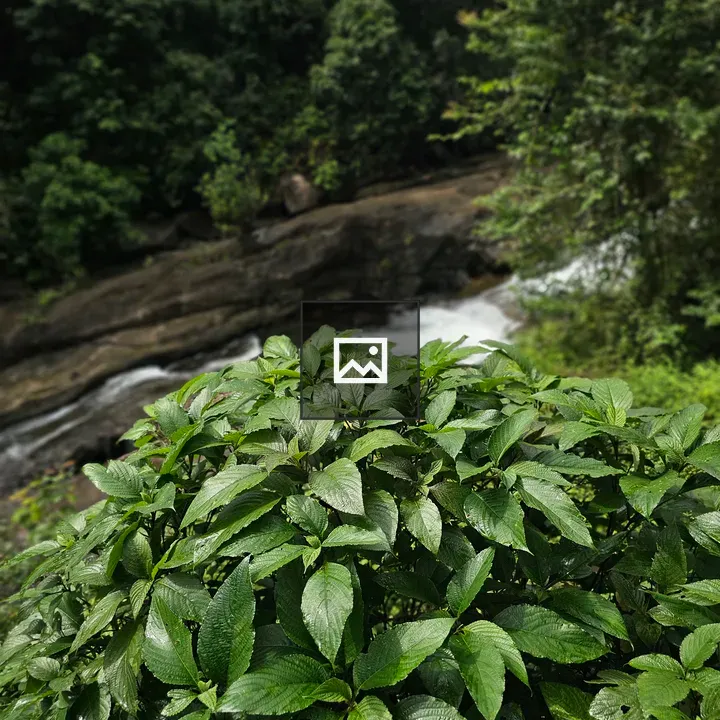Fresh Green Foliage and Waterfall