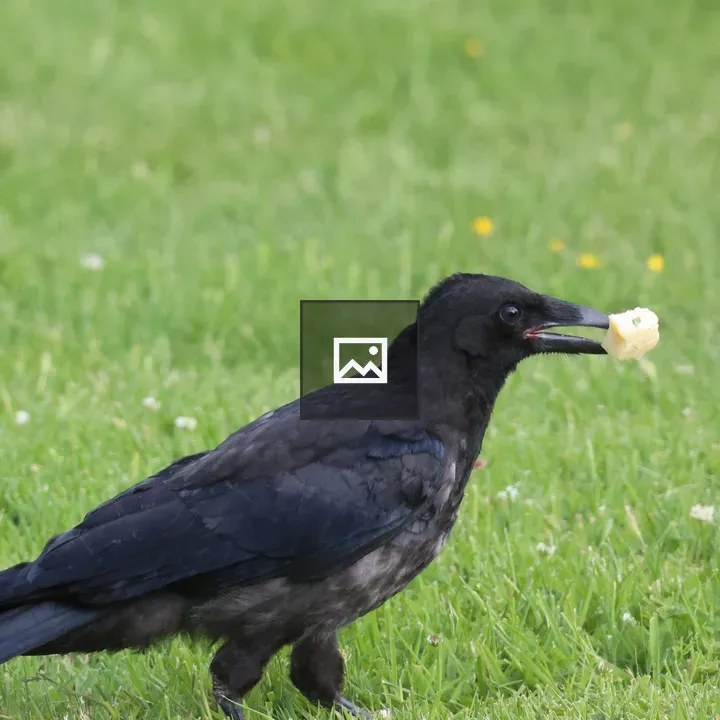 Young Crow with Cheese Beak