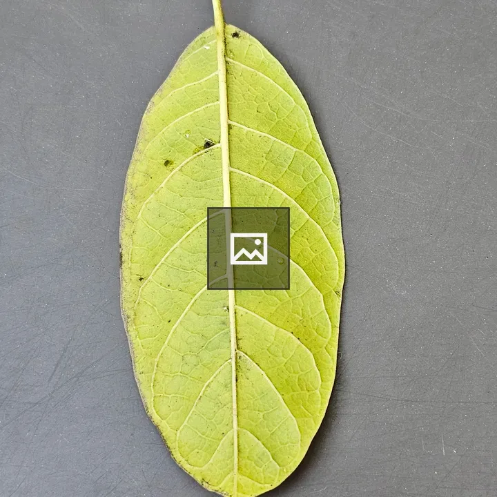 Green fallen leaf close-up