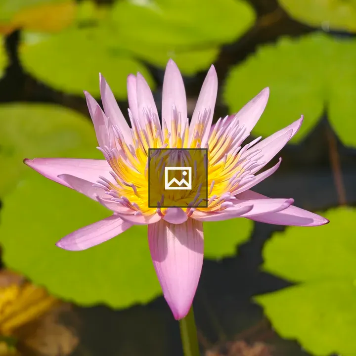 Pink water lily bloom
