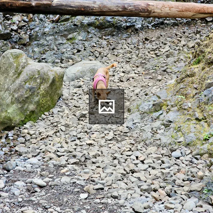 Small dog on rocky trail