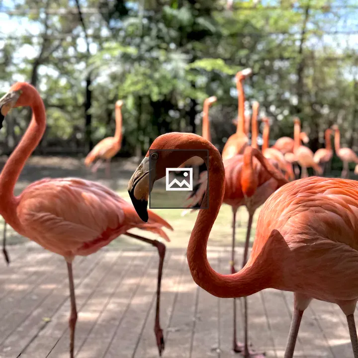 Group of Flamingos on Deck