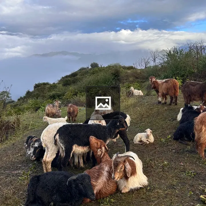 Goats Resting on Grass Slope