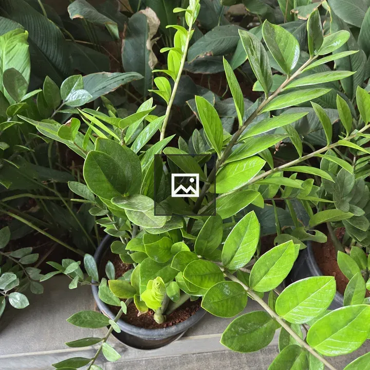 Green potted plant with glossy leaves