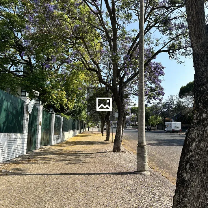 Jacaranda-lined Lisbon Street