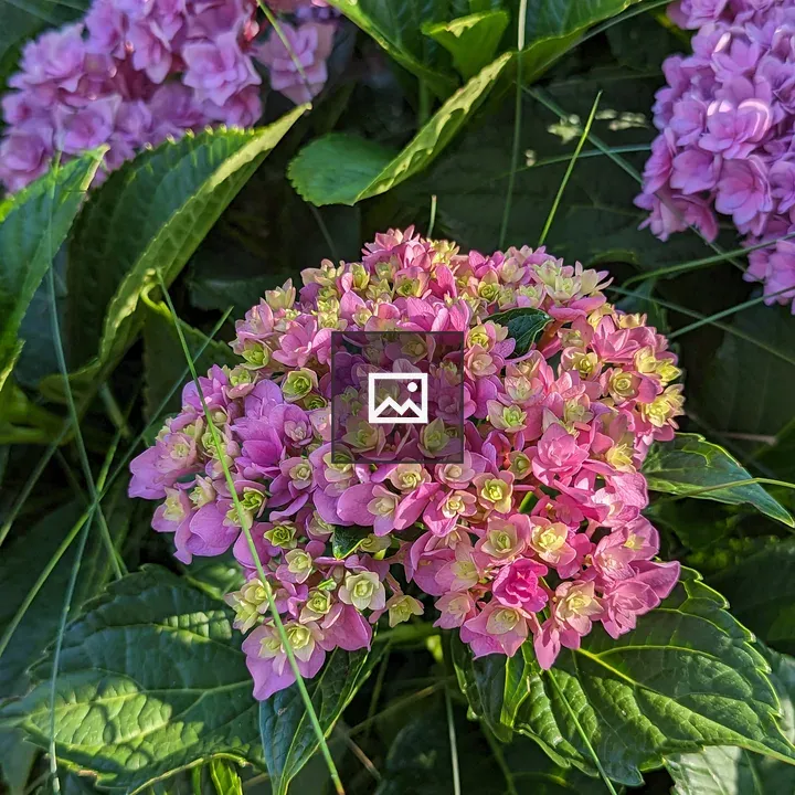 Hydrangeas Just Blooming