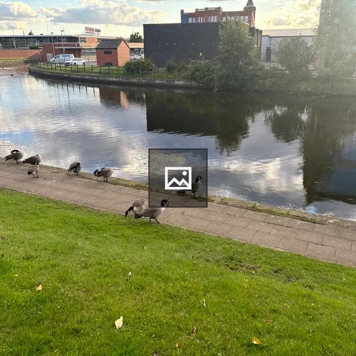 Geese along river path