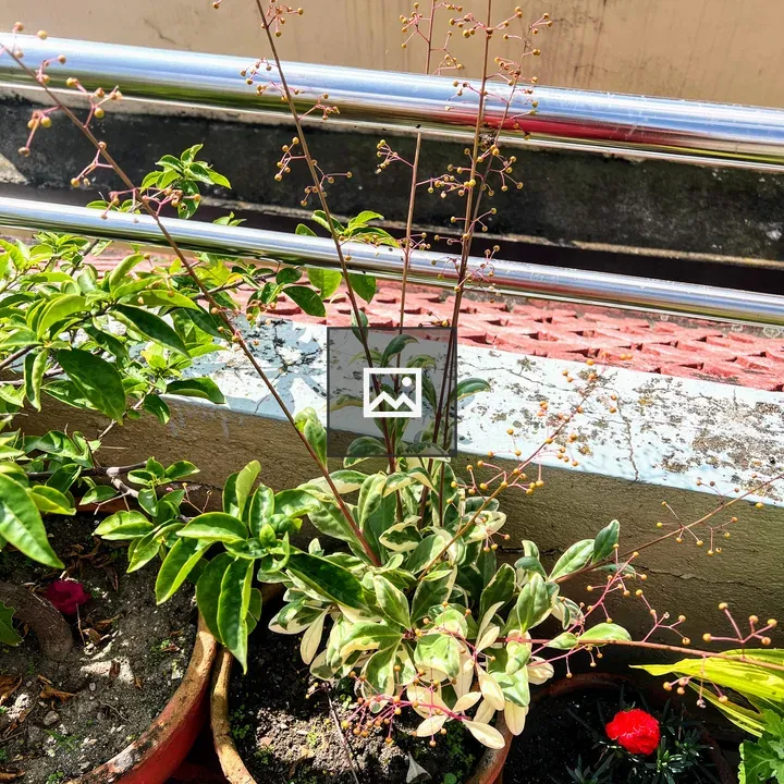 Plant with yellow buds in pot on balcony