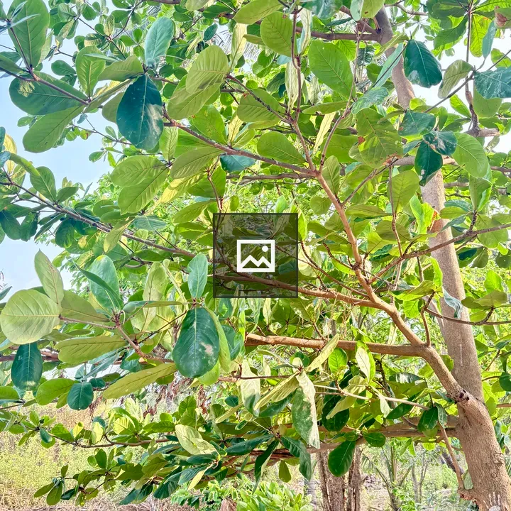 Leafy Tree from Below