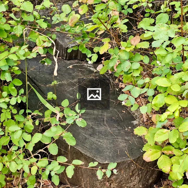 Tree stump among green shrubs