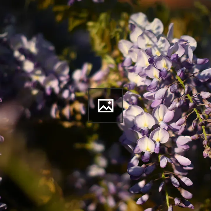Wisteria Flowers Close-Up