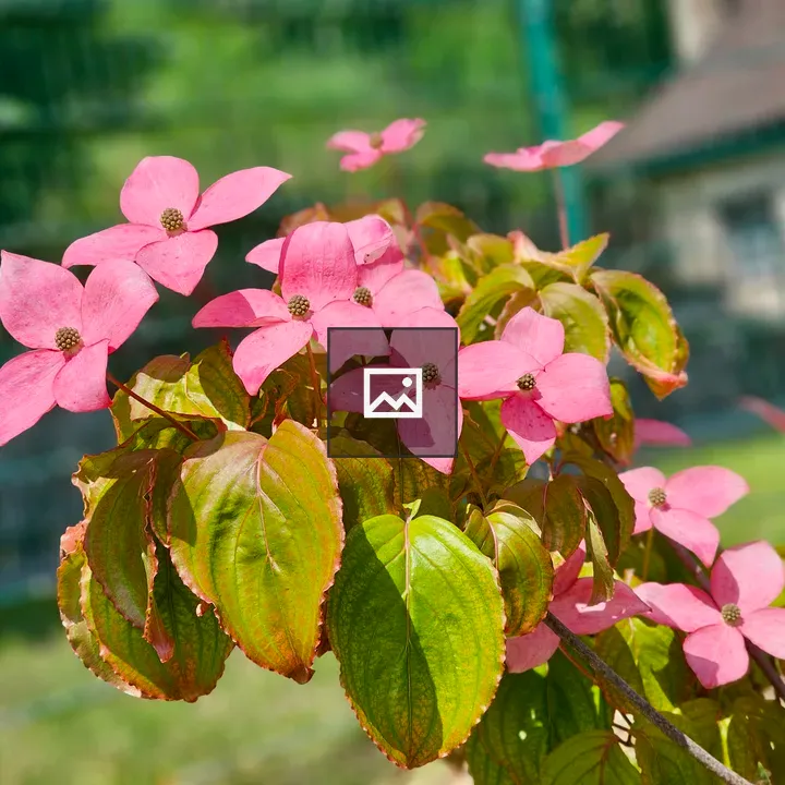 Soft pink flowers bloom close-up