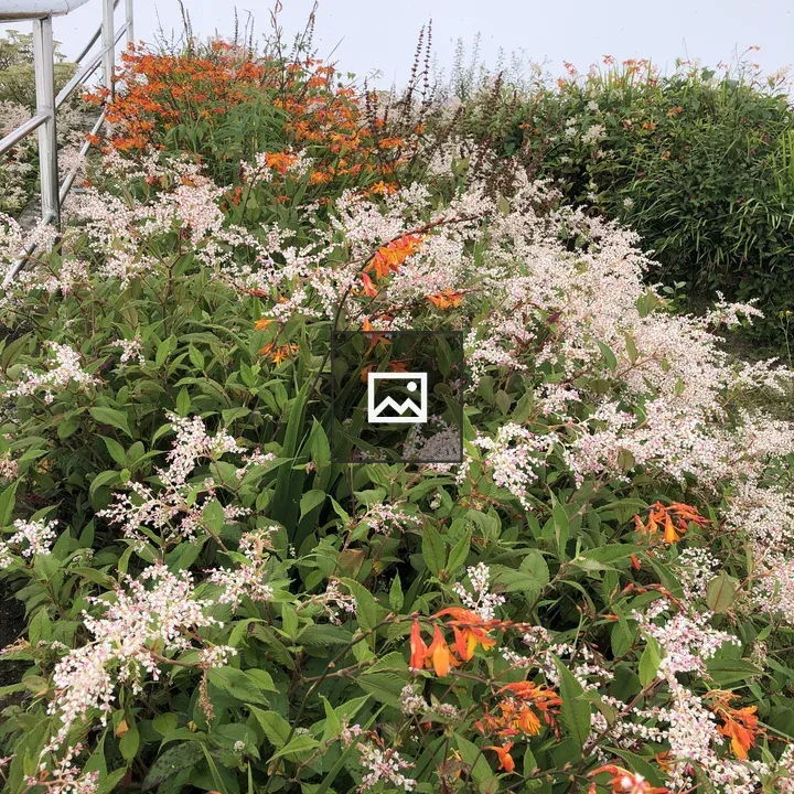 White and orange wild flowers