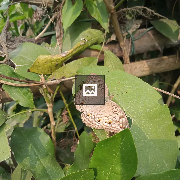Butterfly in the Jungle