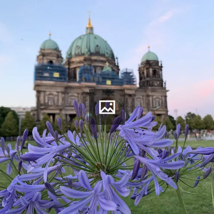 Purple flowers in Lustgarten Berlin