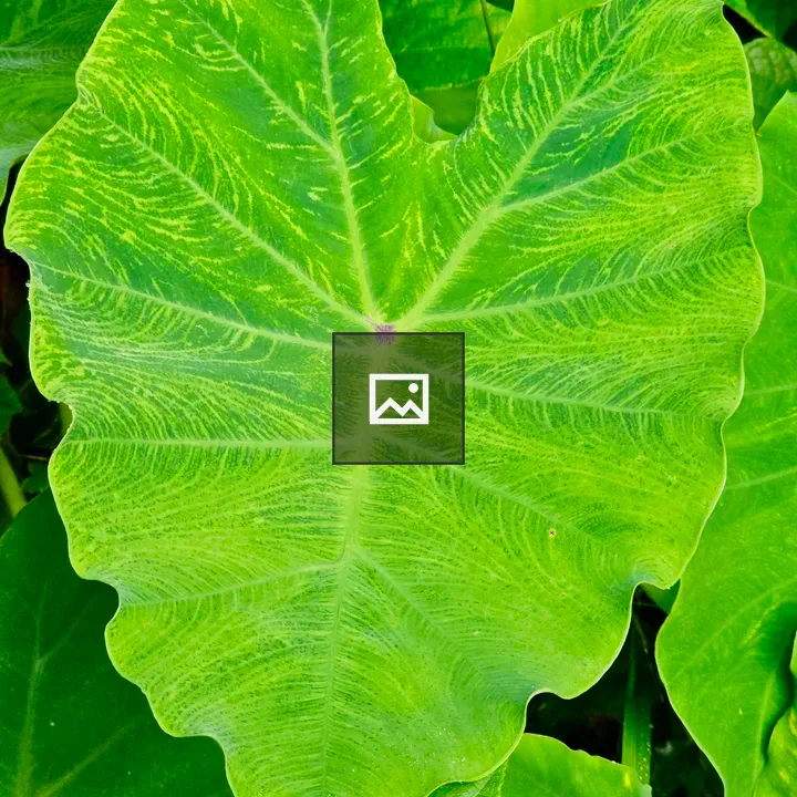 Colocasia esculenta leaf close-up