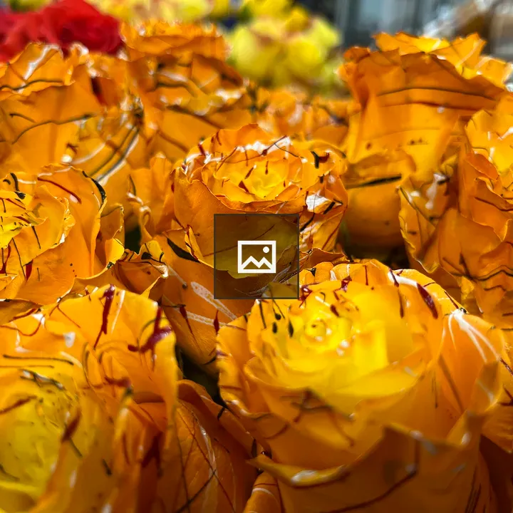 Orange roses