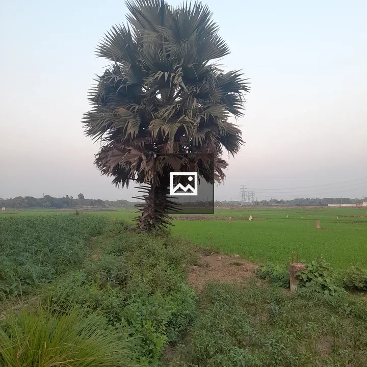 Palm Tree in Grassy Field