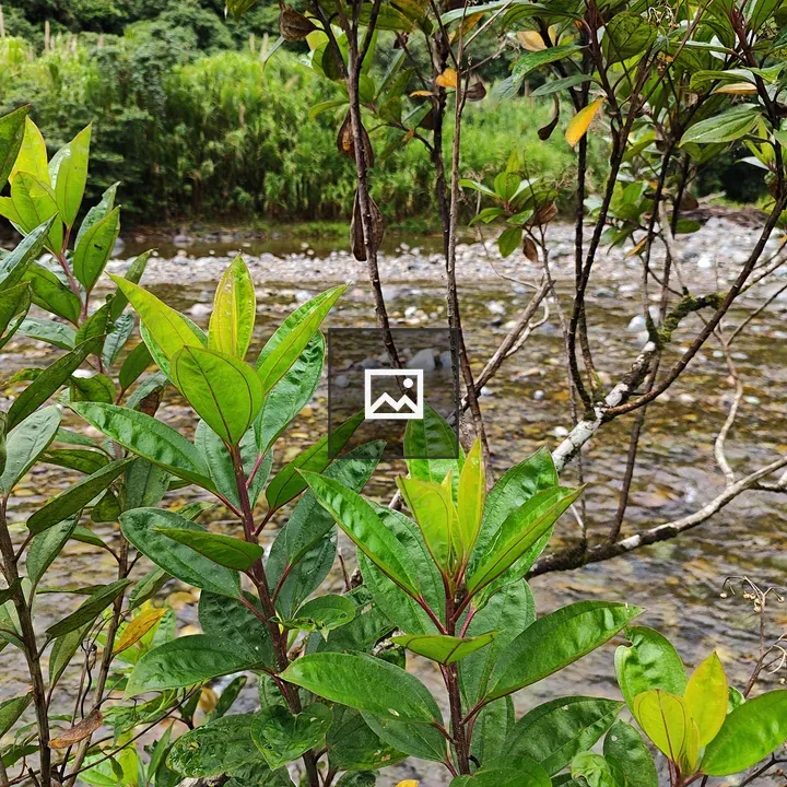Leaves Over River in Costa Rica