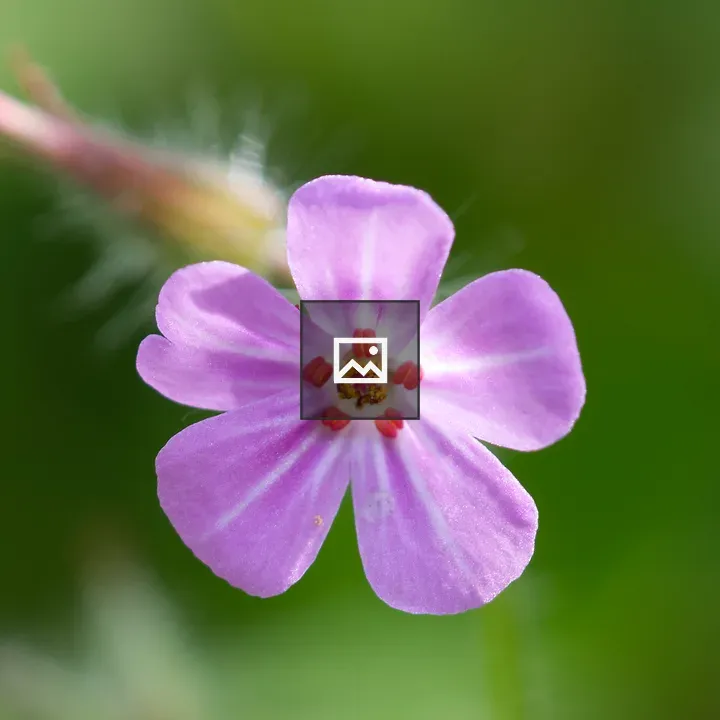 Pink flower of Geranium robertianum