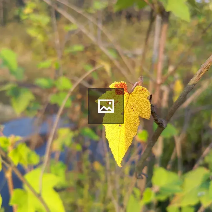 Bright yellow leaf on bare branch