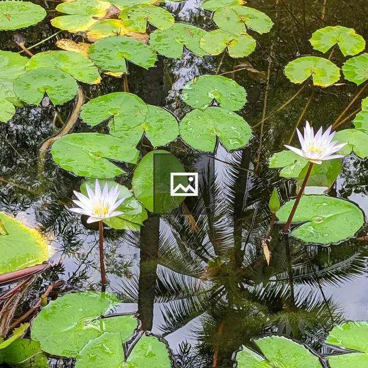 White water lilies in a pond