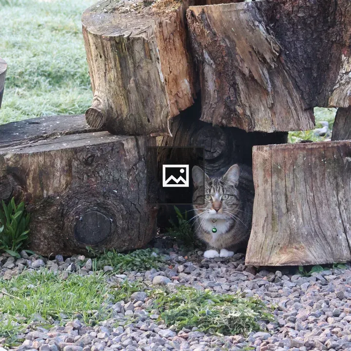 Tabby cat peeking from log hideout