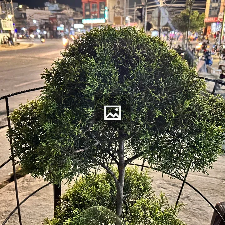 Roadside bonsai charm