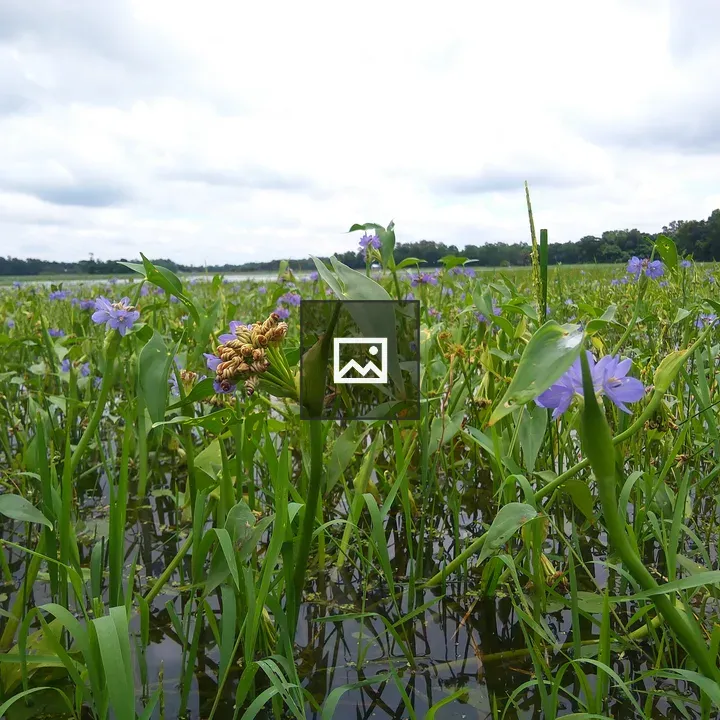 Aquatic Flower in Water