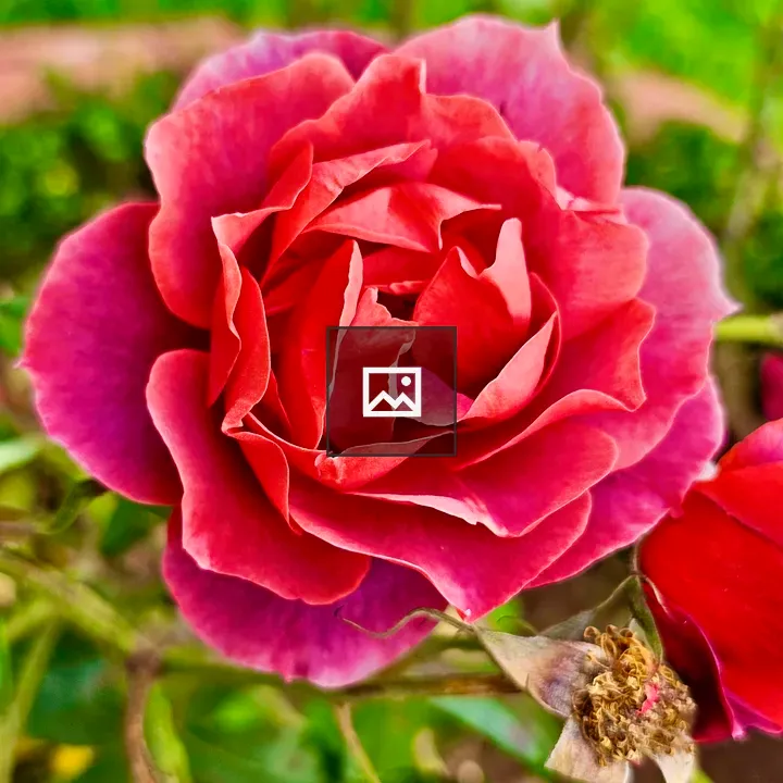 Rose Flower from Rose Garden