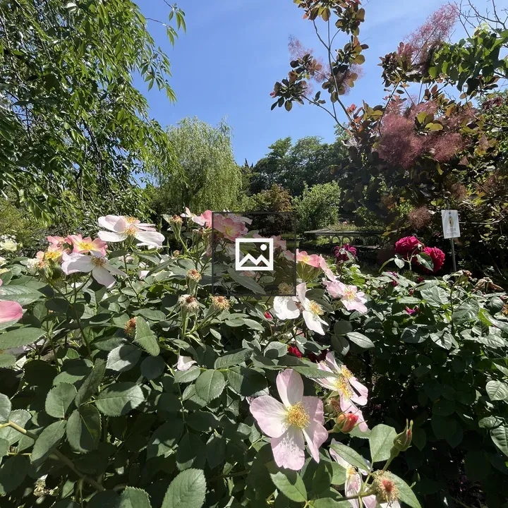Blooming flowers in garden