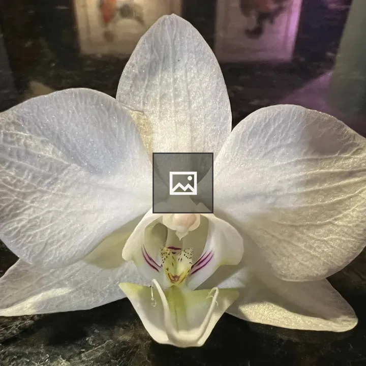 Orchid blossom