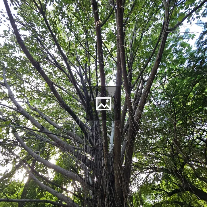 Tall tree in the forest morning