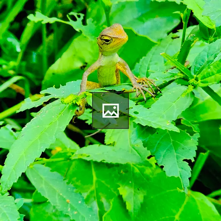 Oriental garden lizard portrait