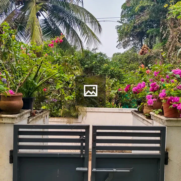 Garden Gate with Palm背景